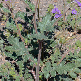 Cleftleaf Wildheliotrope is found in the southwest United States. This is a popular cultivated native species that is also called Caterpillar Weed, Cleft-leaf Wild Heliotrope, Heliotrope Phacelia, Notchleaf Phacelia and Scorpion-weed. Phacelia crenulata